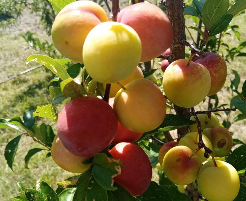 3 Bedroom Property for Sale in Oudtshoorn Rural Western Cape